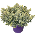 Hebe 'Andersonii Variegata' - Pomul de aur (Evergreen) - exemplare XL