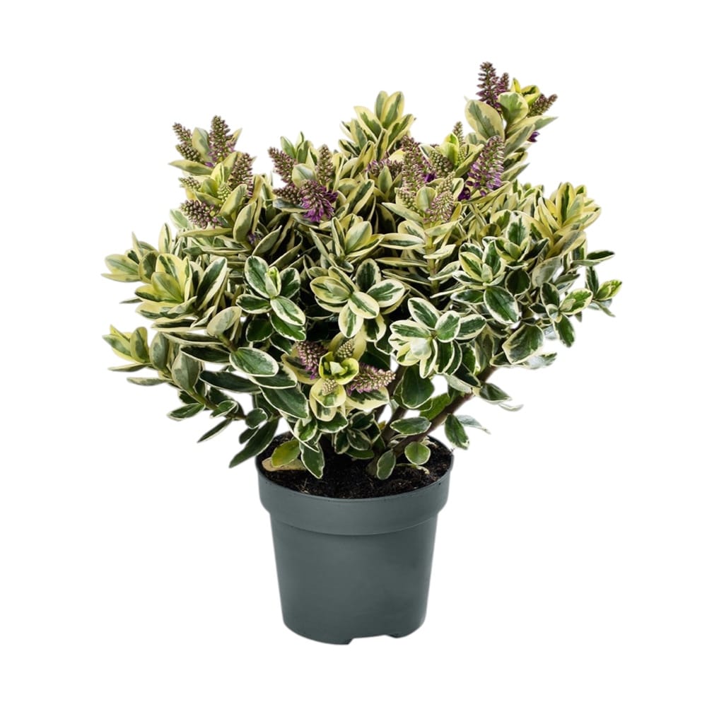 Hebe Addenda® Classica Katrina