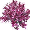 Hebe Magicolor 'Frozen Flame' (evergreen)