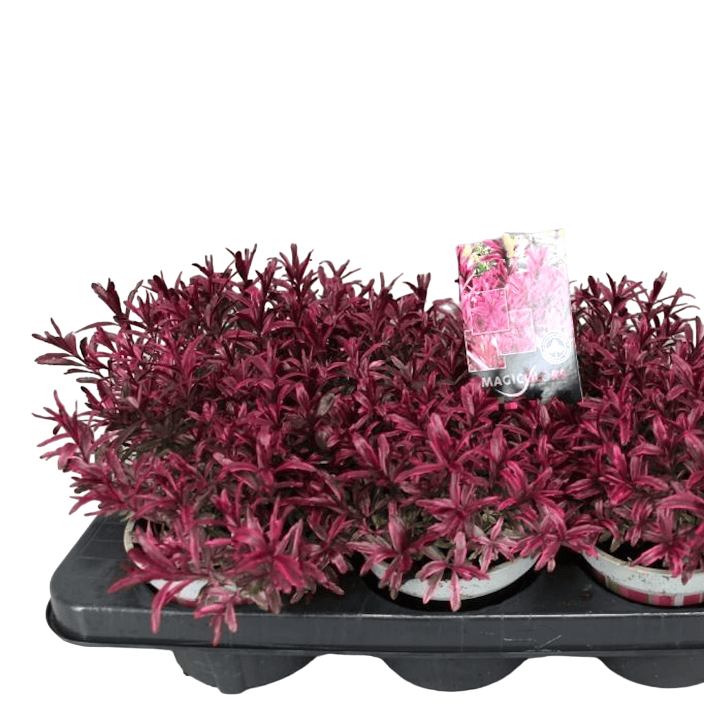 Hebe Magicolor 'Black Magic' (evergreen)