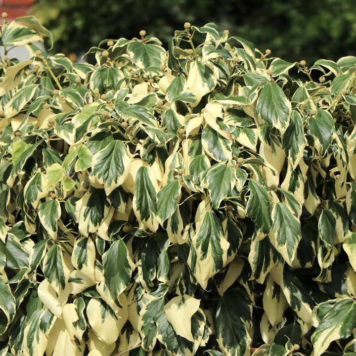 Iedera - Hedera colchica 'Dentata Variegata' (Iedera Persana variegata)