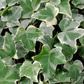 Efeu - Hedera helix 'Glacier'