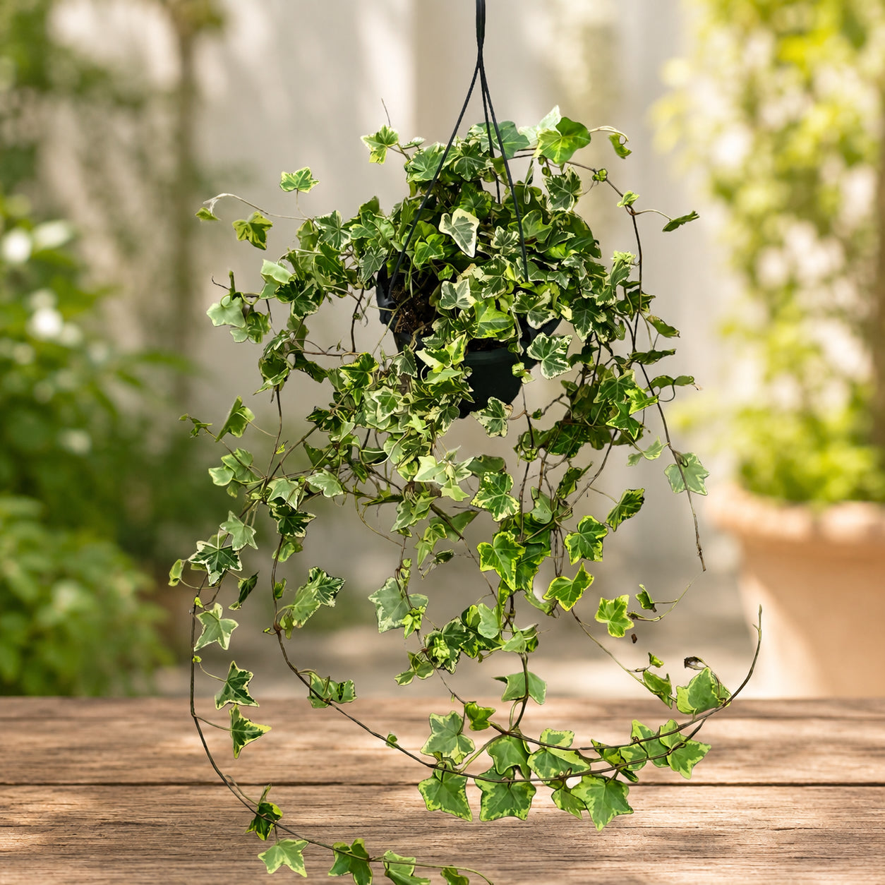Iedera pestrita - Hedera helix ‘Golden Kolibri’ (exemplare XL)