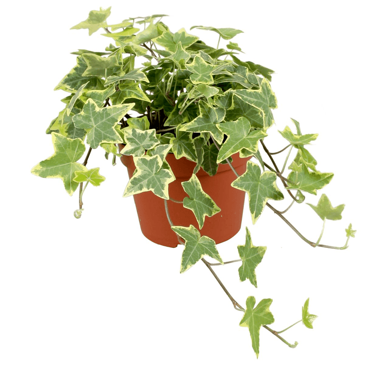 Hedera helix 'Goldchild'