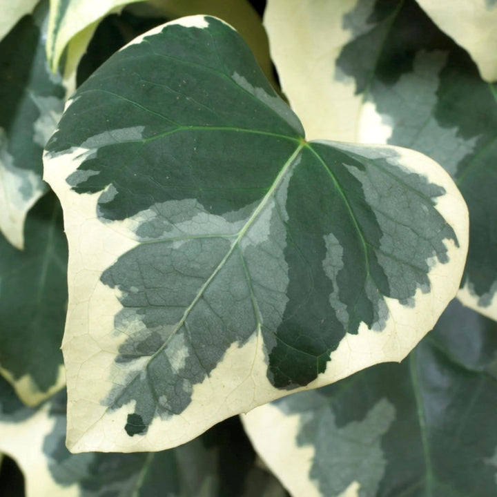 Iedera - Hedera colchica 'Dentata Variegata' (Iedera Persana variegata)