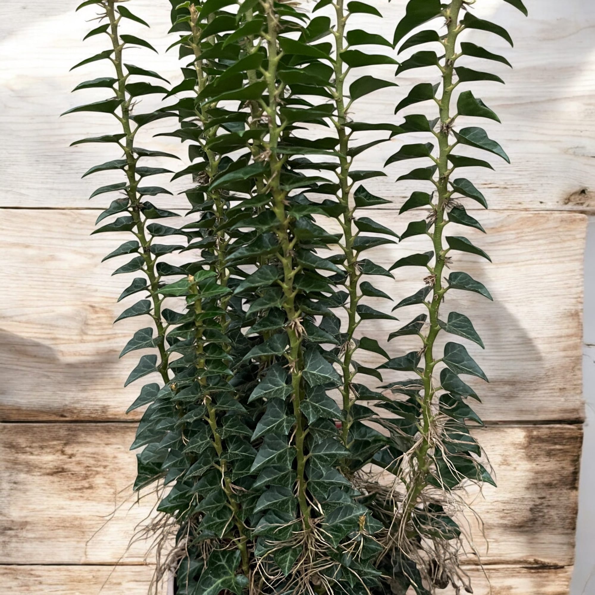 Hedera helix 'Erecta'