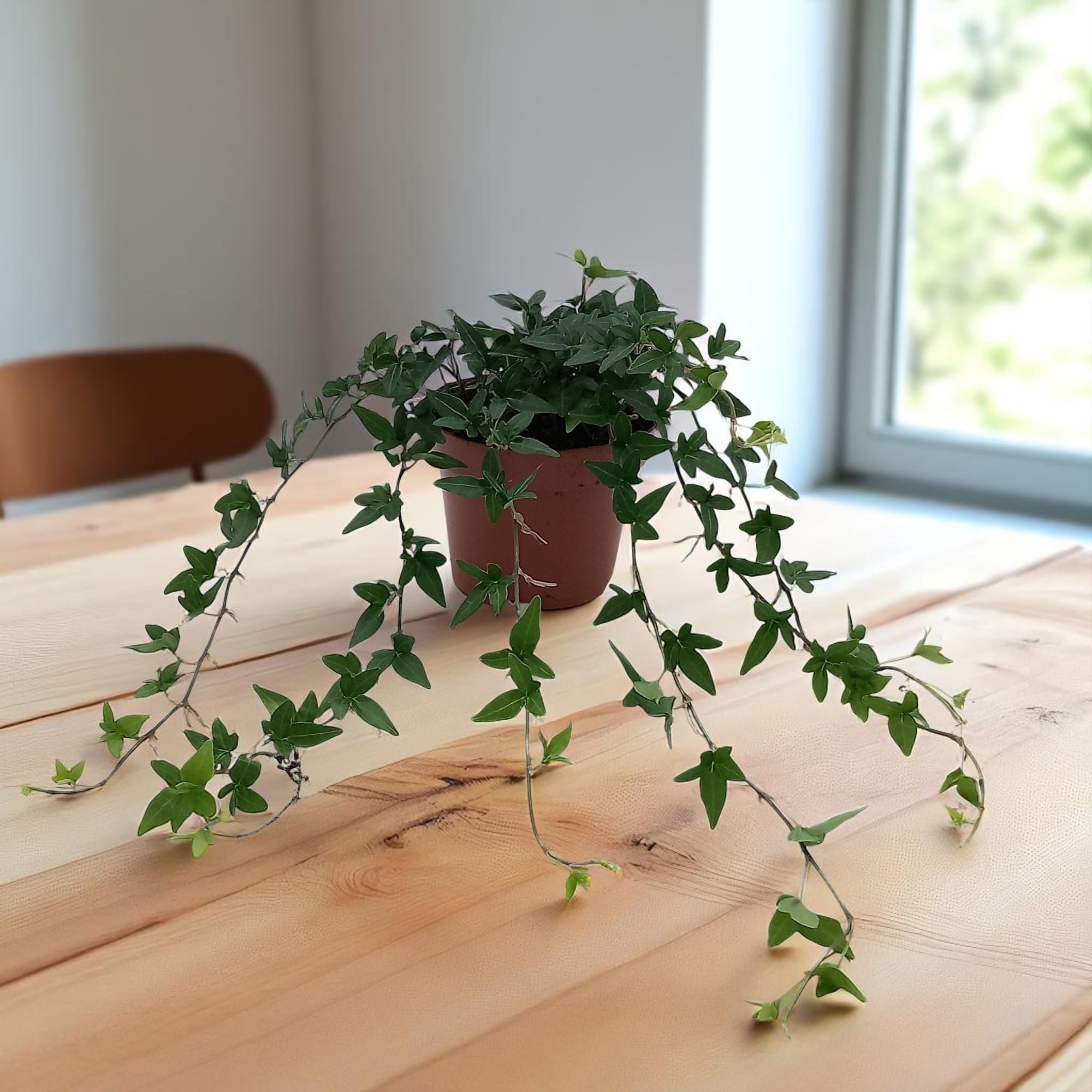 Hedera helix 'Shamrock'