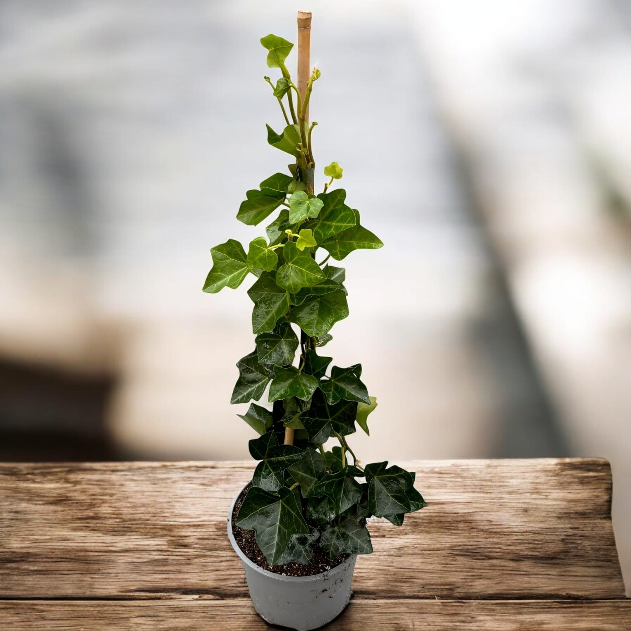 Iedera - Hedera helix 'Hibernica' 2 plante/ghiveci – Secret Garden