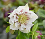 Helleborus orientalis Double White - dupla virágú hunyor