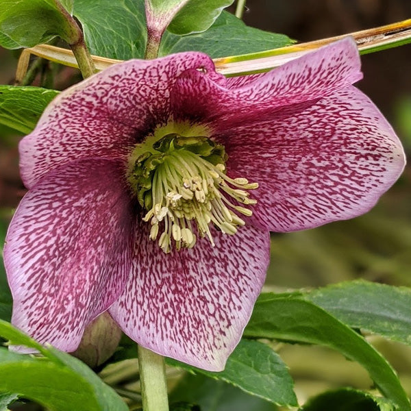 Helleborus orientalis ‘Viv Eloisa’ XL  – spanz hibrid cu flori bordo-purpurii, rezistent la frig