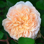 Rosa 'Cream Flower Circus'® - Trandafir floribunda parfumat