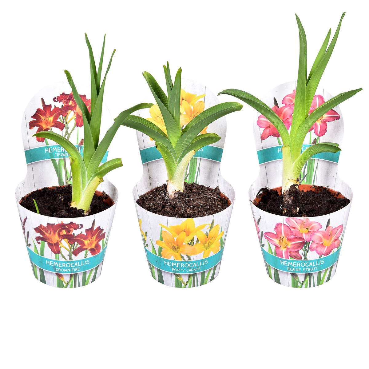 Hemerocallis 'Elaine Strutt'