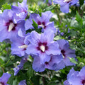 Hibiscus syriacus 'Marina' - hibiscus de gradina