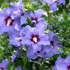 Hibiscus syriacus 'Marina' - hibiscus de gradina