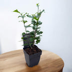 Hibiscus syriacus 'Red Heart'