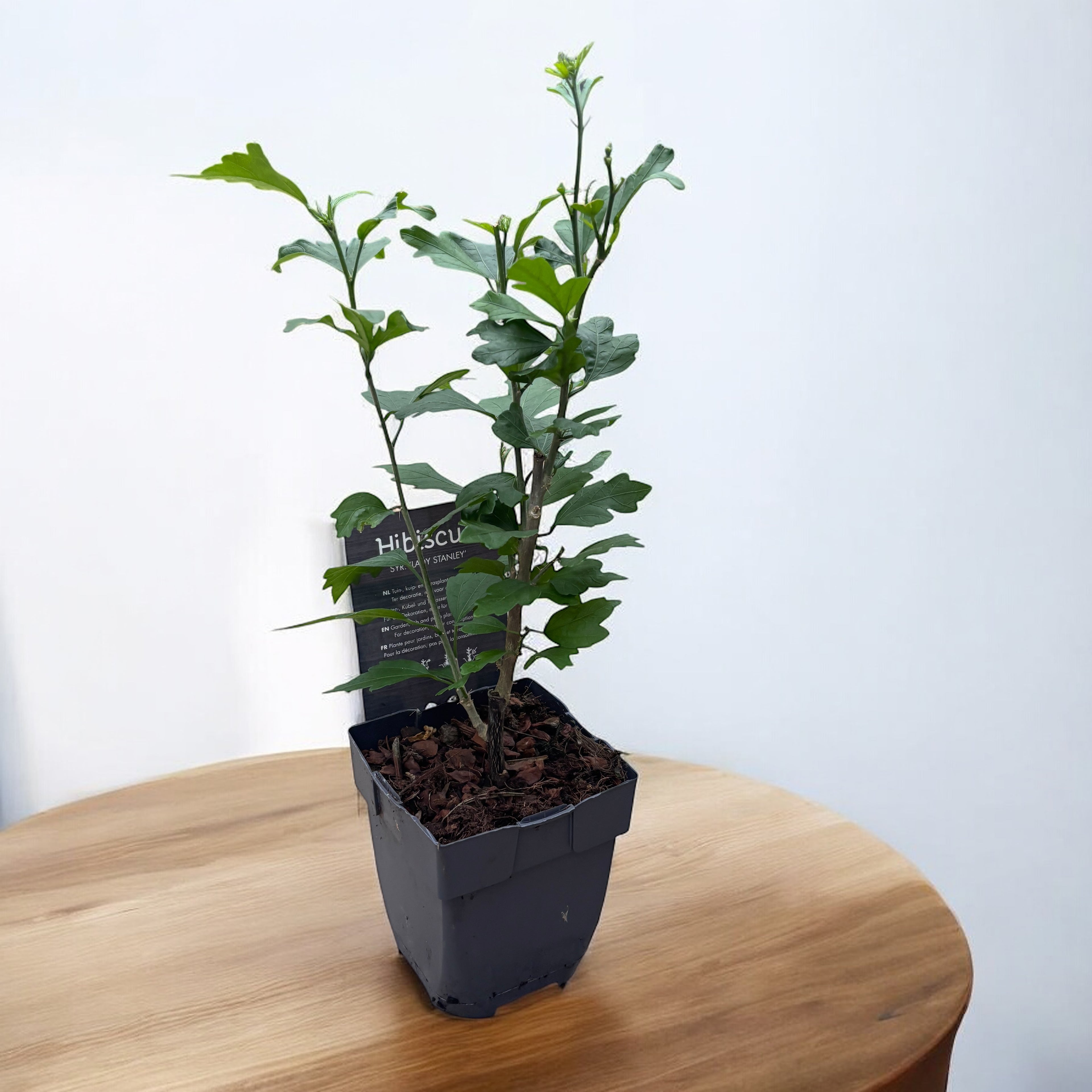 Hibiscus syriacus 'Red Heart'