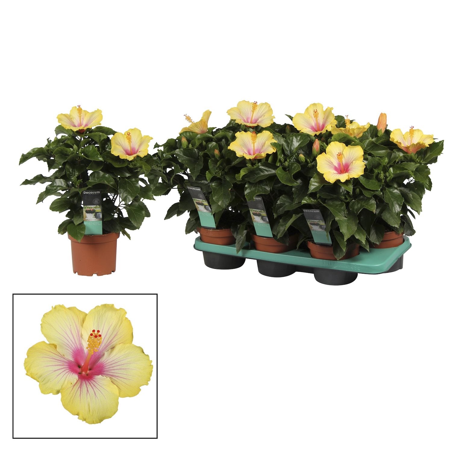 Hibiscus rosa-sinensis ‘Cocktail’ - trandafiri japonezi cu flori mari galbene-roz