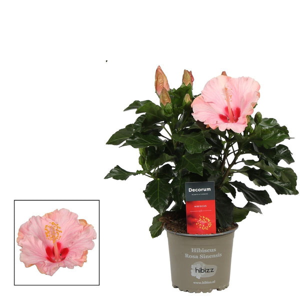 Hibiscus rosa-sinensis 'Jersey' (Japanese rose) - 2 plants/pot