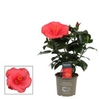 Hibiscus rosa-sinensis ‘Kandy’ - Japanese roses with pink flowers