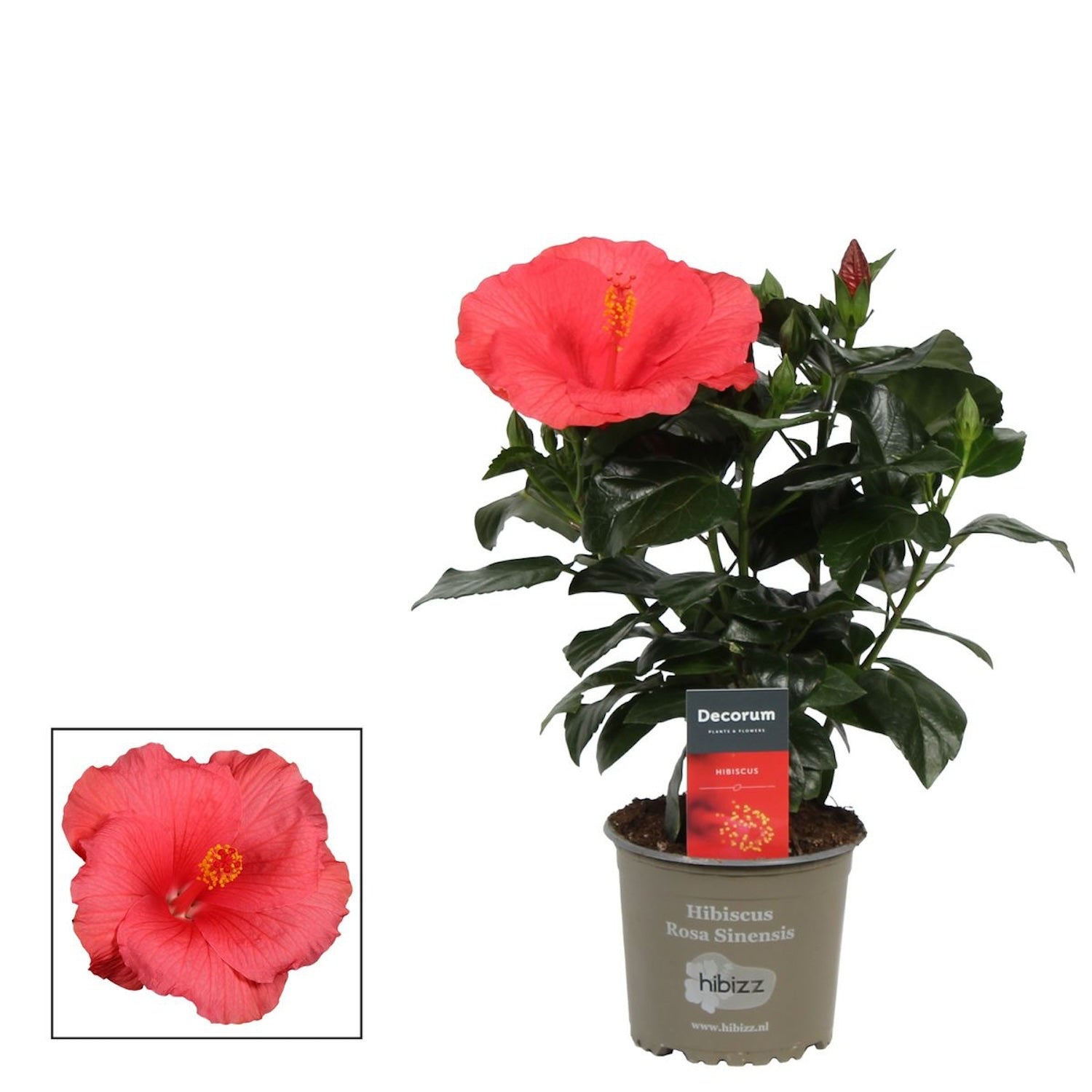 Hibiscus rosa-sinensis ‘Kandy’ - Japán rózsák rózsaszín virágokkal