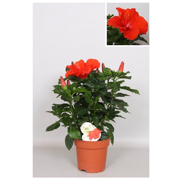 Hibiscus rosa-sinensis Premiere - Japanese rose