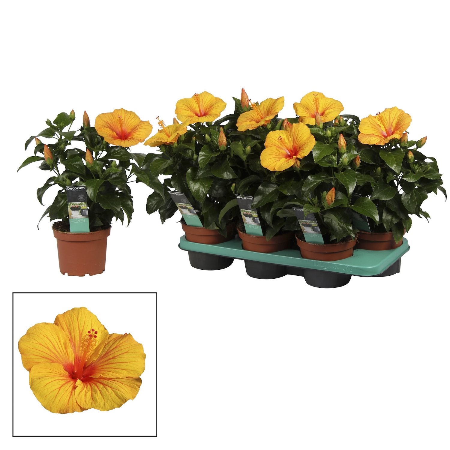 Hibiscus rosa-sinensis Safari - 2 rastlini/črepnik