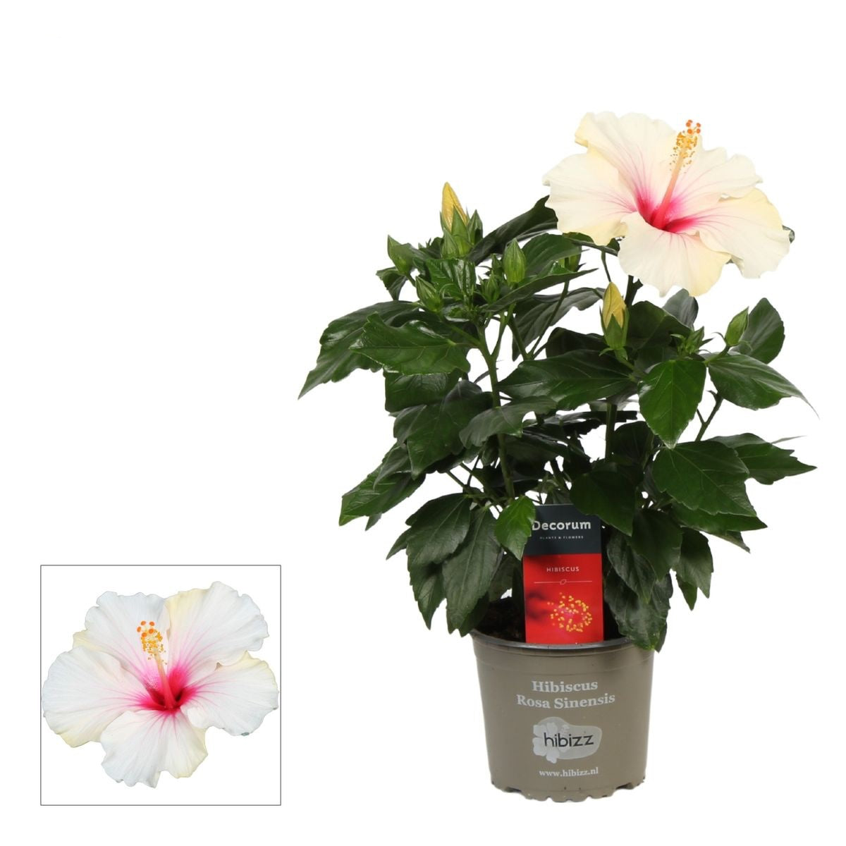 Hibiszkusz rosa-sinensis ‘Sunny St. Tropez’