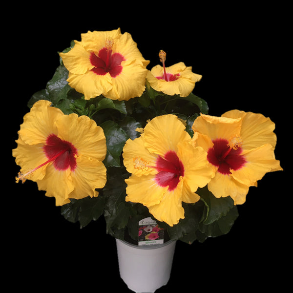 Hibiscus Boreas Yellow - flori XL (2 plante/ghiveci)