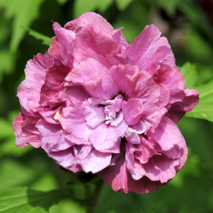 Hibiscus syriacus 'Duc de Brabant'