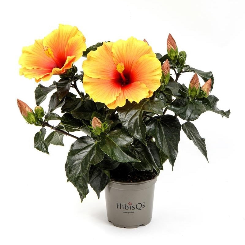 Hibiscus rosa-sinensis 'New Apollo' - flori XL (2-3 plante/ghiveci
