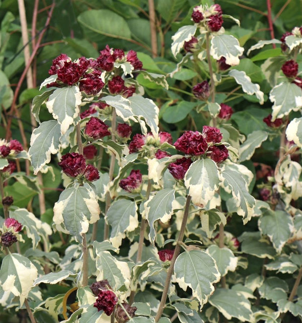 Hibiscus syriacus 'Purpureus Variegatus' - garden, double flower, variegated leaves