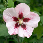 Hibiscus syriacus 'Hamabo'