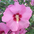 Hibiscus syriacus 'Pink Giant'