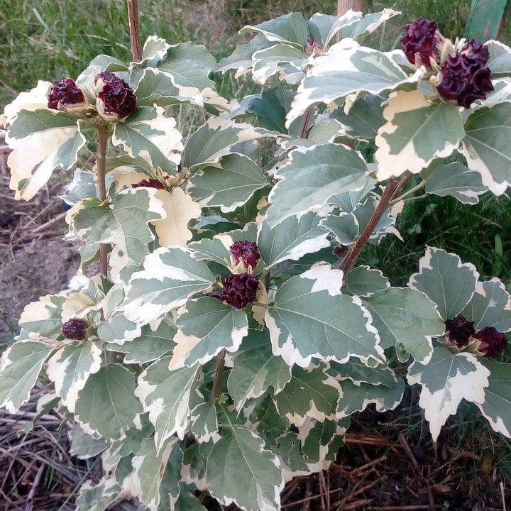 Hibiscus syriacus 'Purpureus Variegatus'