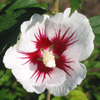 Hibiscus syriacus 'Red Heart'