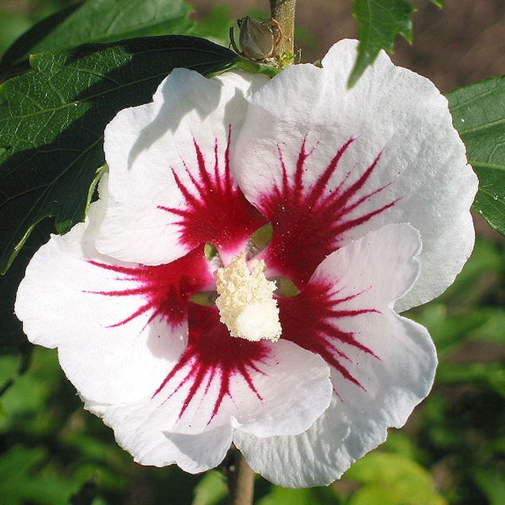 Hibiscus syriacus 'Red Heart'
