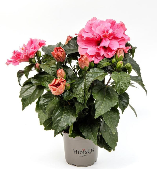 Hibiscus Adonicus 'Double Pink' - gefüllte Blüten XL (2-3 Pflanzen/Topf)