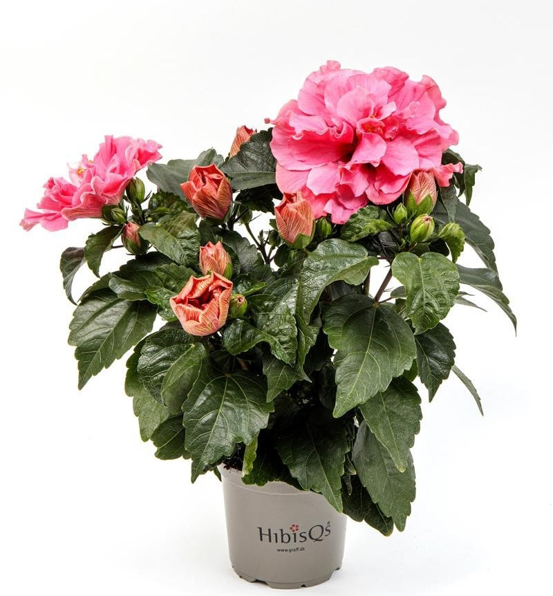 Hibiscus Adonicus 'Double Pink' - kaksinkertaiset XL-kukat (2-3 kasvia/ruukku)