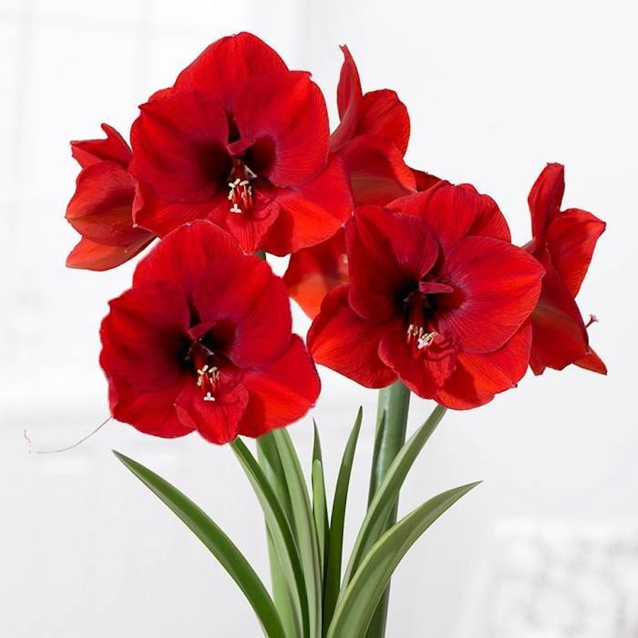 Hippeastrum Red Lion, cu floarea rosie