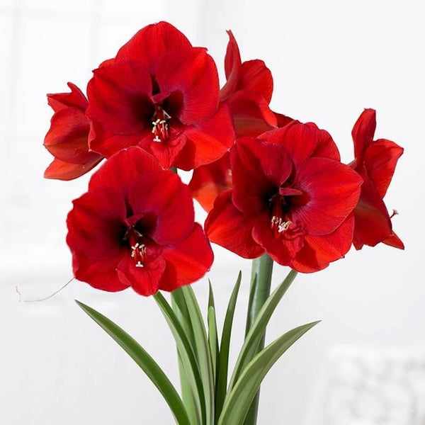 Hippeastrum Red Lion, with the red flower