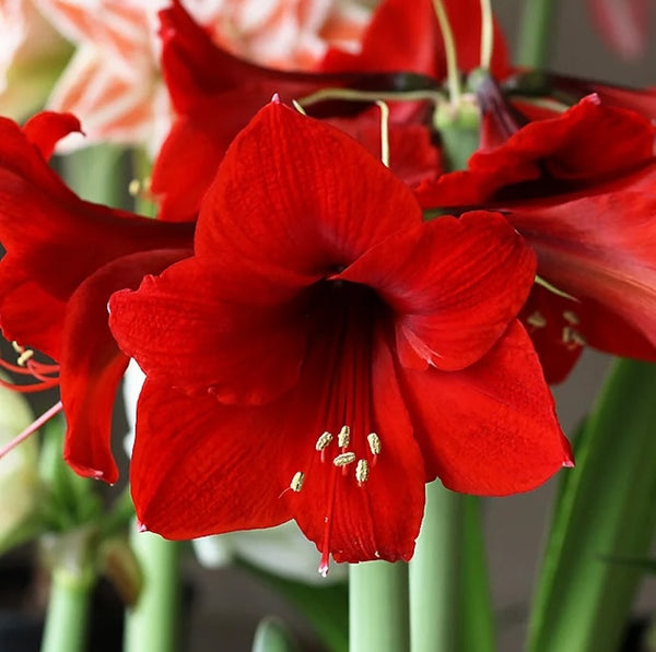 Hippeastrum ‘Royal Red’ - Crin rosu la ghiveci (Amarilis)