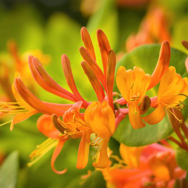 Lonicera 'Mandarin' (Caprifoi)