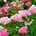 Hortensie arbustiva - Hydrangea paniculata 'Pink Diamond'