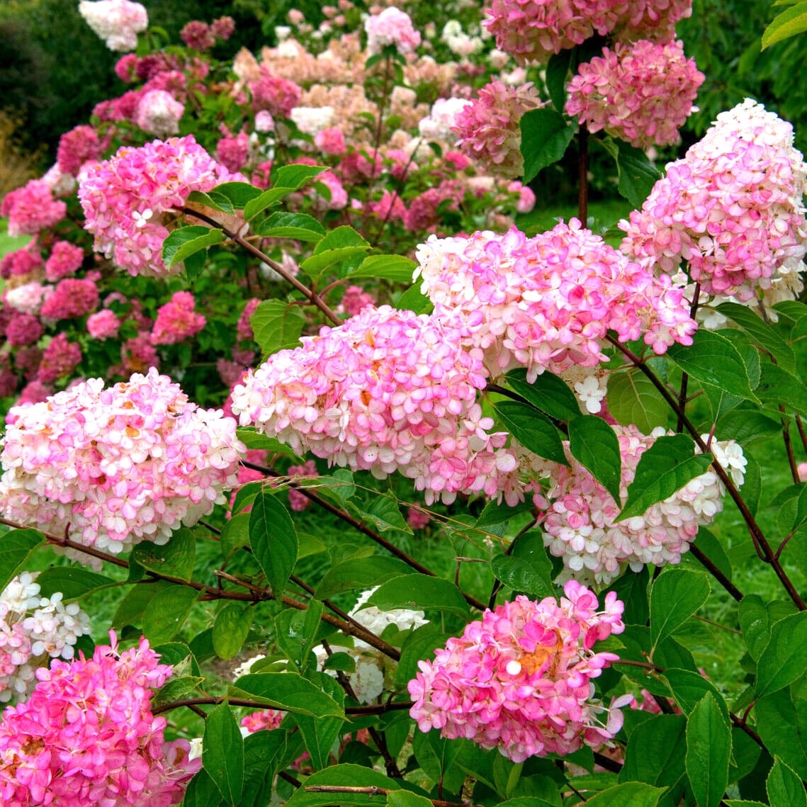Hortensie arbustiva - Hydrangea paniculata 'Pink Diamond'