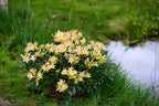 Azalea mollis 'Parfumollis Yellow' - flori galbene parfumate