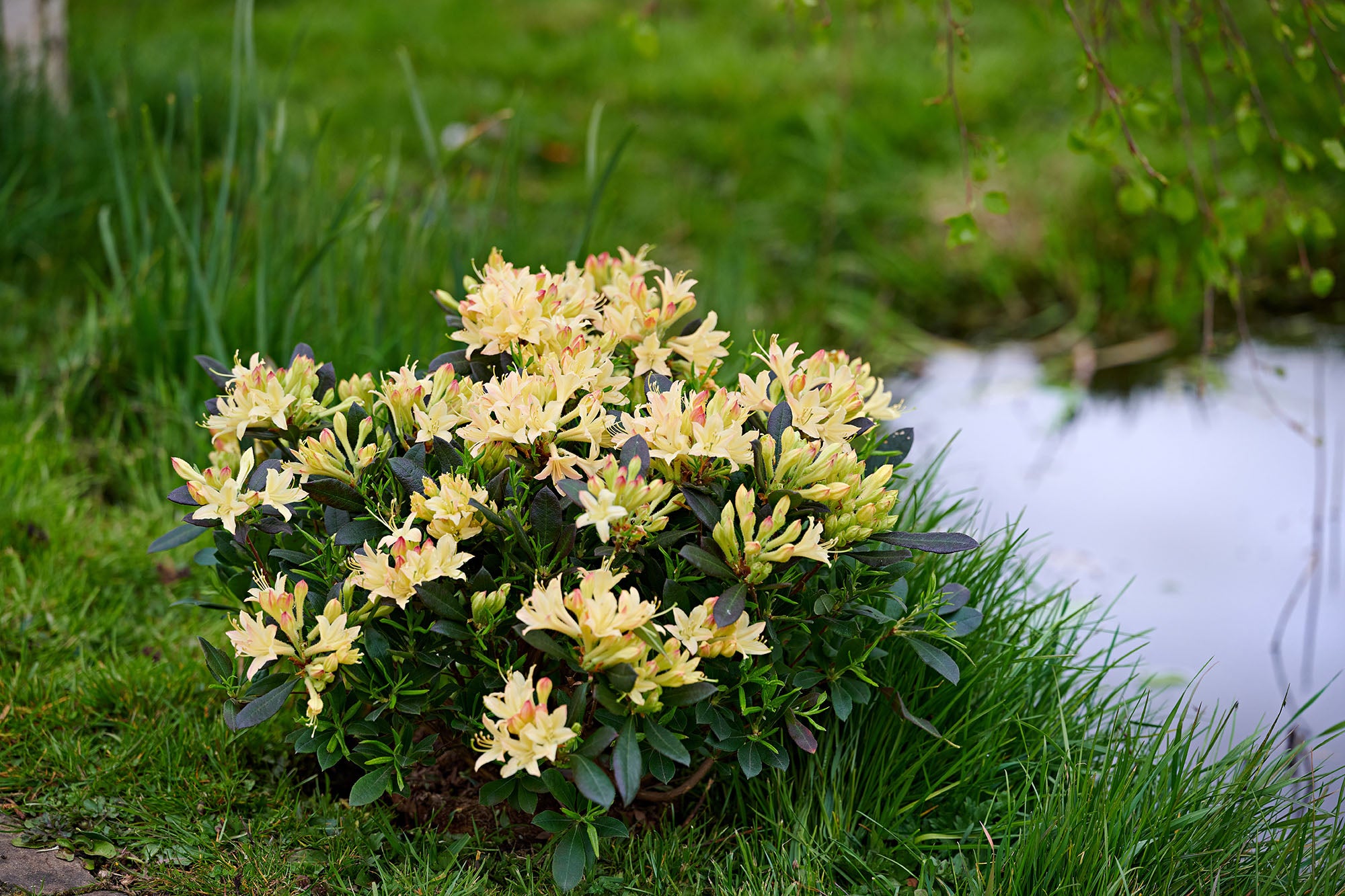 Azalea mollis 'Parfumollis Yellow' - voňavé žluté květy