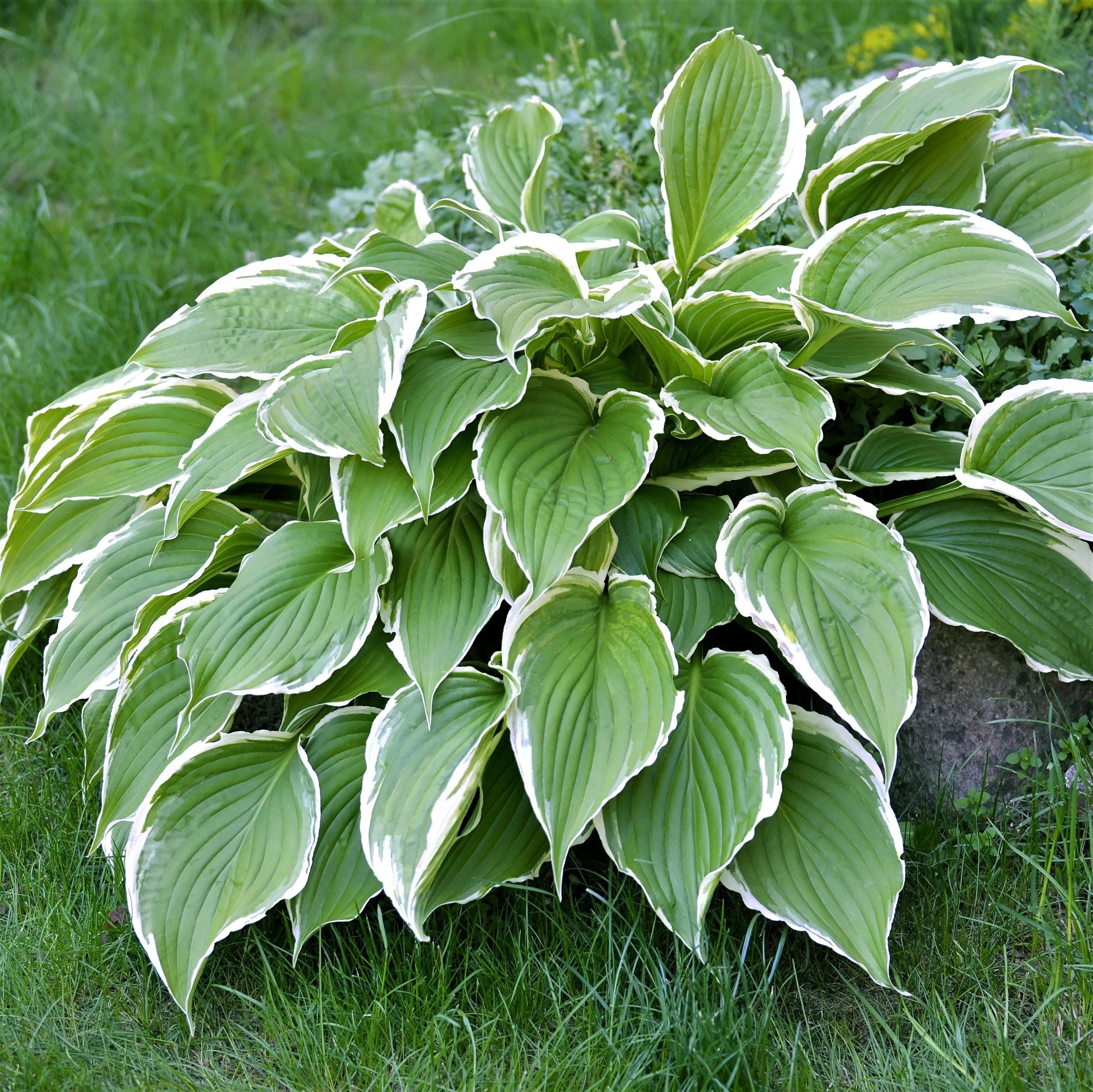 Hosta fortunei 'Francee'
