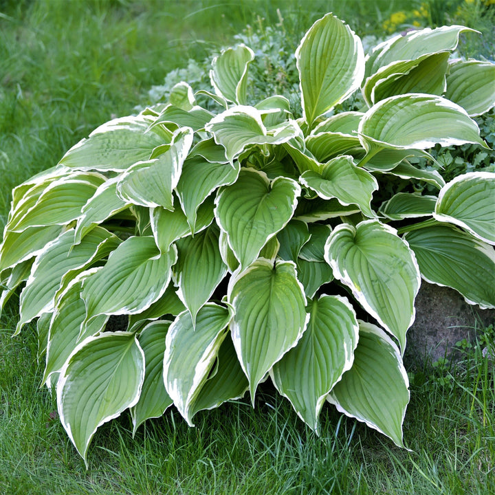 Hosta fortunei 'Francee'