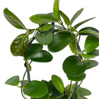 Hoya australis ssp. tenuipes (arcada)