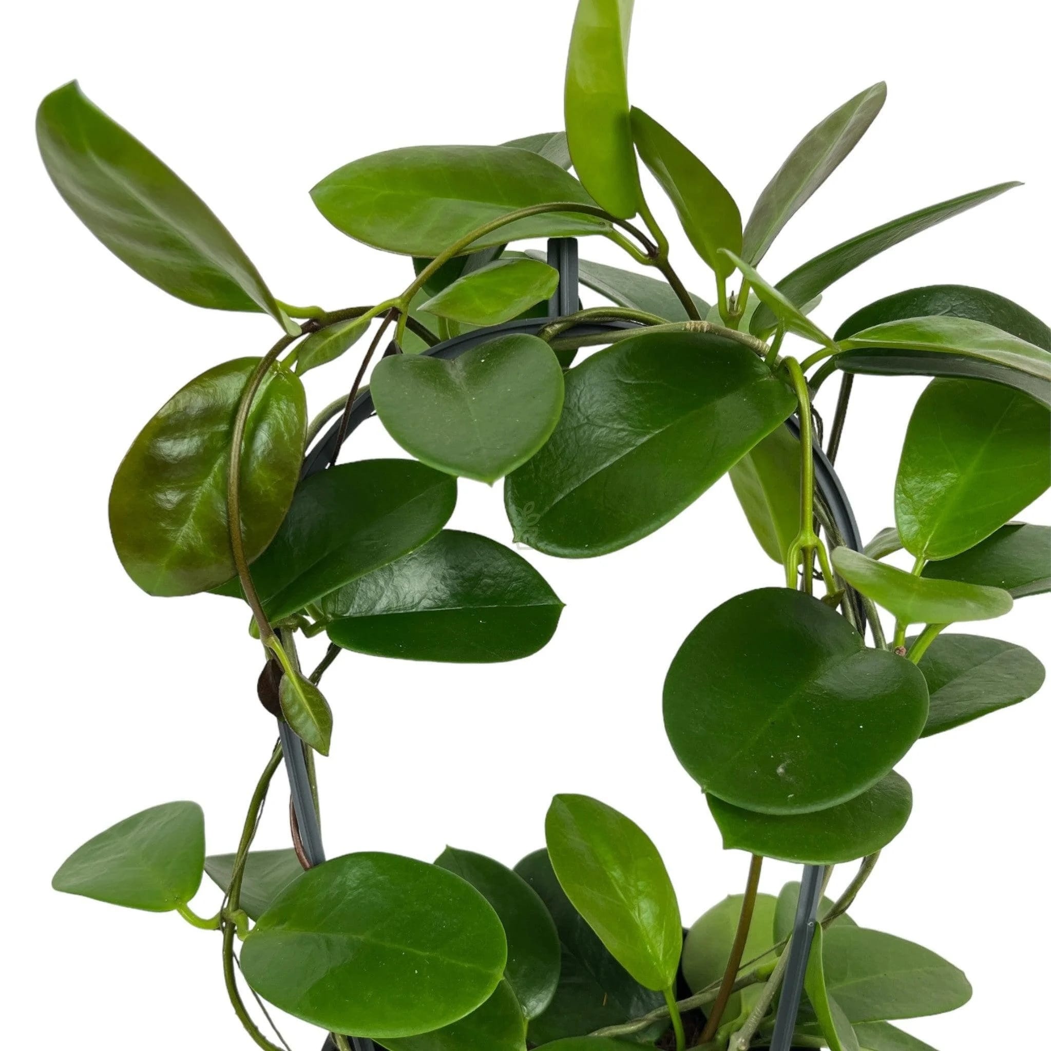 Hoya australis ssp. tenuipes (arcada)